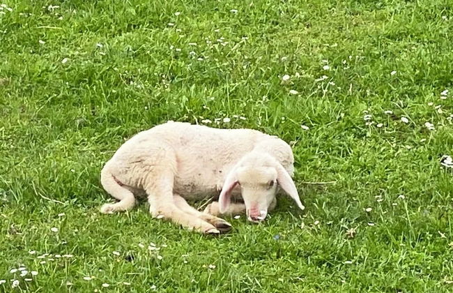 Aparthotel Parsberg Green Design Ferstl - Foto 60