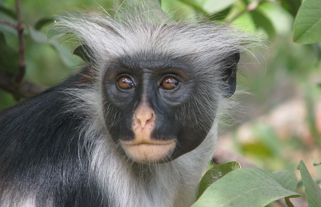 Jozani National Park Tour - Photo 1