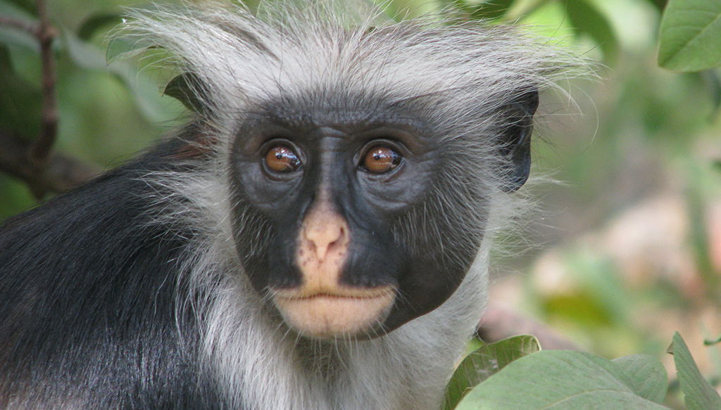 Jozani National Park Tour - Photo 1