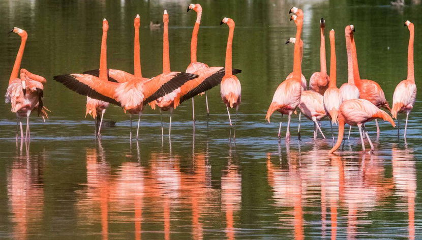 Les flamants roses de Cayo Santa María