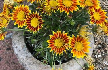 Myrtleberry Studio BnB - Foto 21