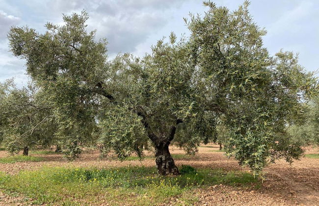 Herriza de La Lobilla Visit + Olive Oil Tasting - Foto 8