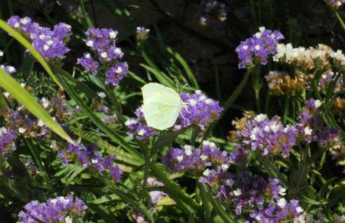 Apartments Gržanov - Photo 31