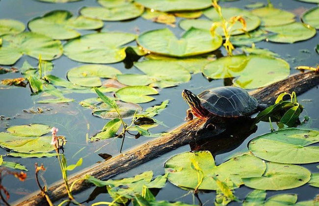 Tour por el canal do Jari - Foto 7