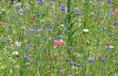 gemütliche Ferienwohnung in Kaifenheim - Foto 76