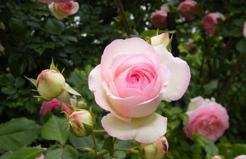 Il nido di rondine - Photo 34