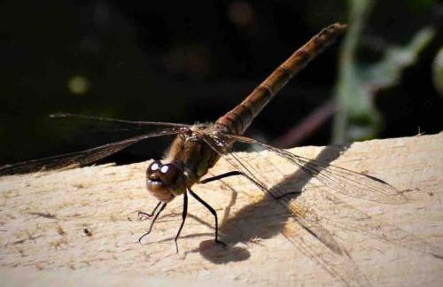 Sunset View one bedroom luxury cottage in an idyllic setting - Foto 70