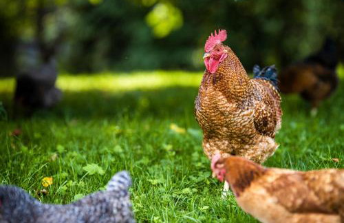 Żywkowo Bocianie Gospodarstwo Rolne - Foto 34