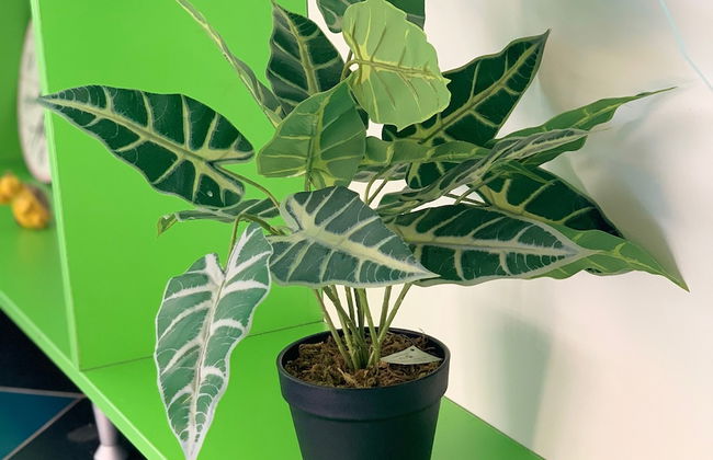 Apartments Petra - Foto 8