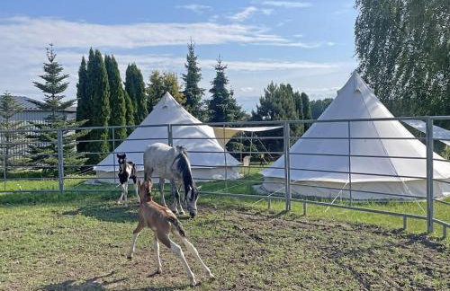 Agroturystyka Kociołek - Foto 6