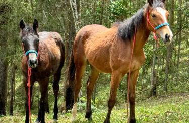 Casa de Campo Ibiúna Fazenda Vale Dourado - Photo 36