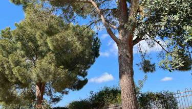 The Twin Pines Home - Foto 5, Garden