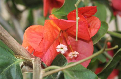 Casa Lagoa Verde - Foto 35