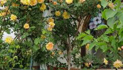 Villa Charlotte - Foto 2