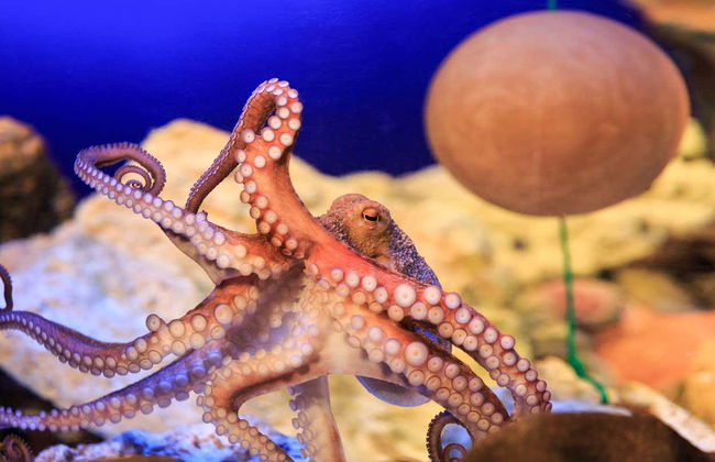 Entrada a SEA LIFE® Constanza - Foto 3