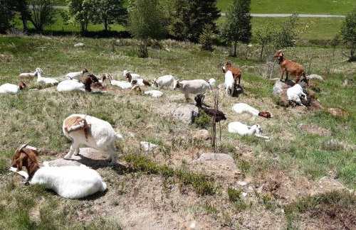 Ferienwohnung am Geißberg - Photo 16