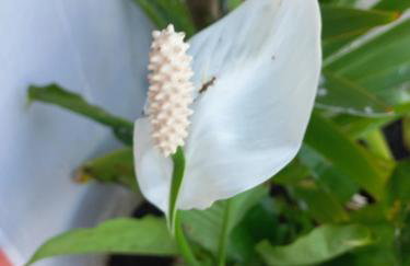 Chácara Sossego - Foto 27