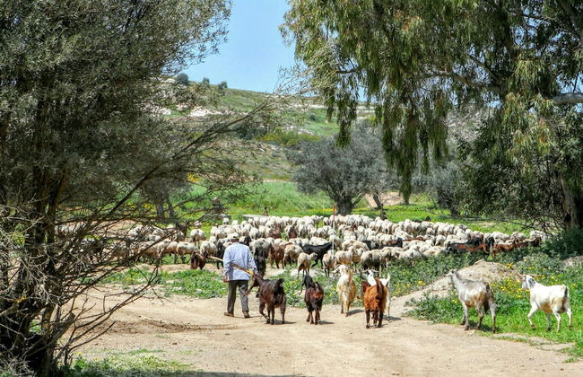 Tzionis Petroktisto Holiday Stonehouse - Photo 44