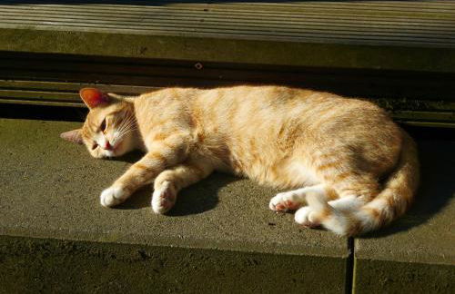 Natururlaub Frankenau - Foto 18