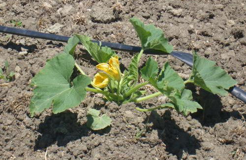 Agriturismo Fieri - Foto 51