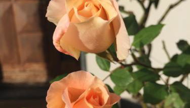 Le Bricolle - Foto 3, Garden