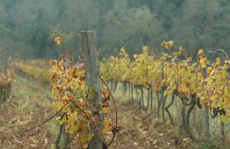 Foïna dels Fontanals - Foto 25