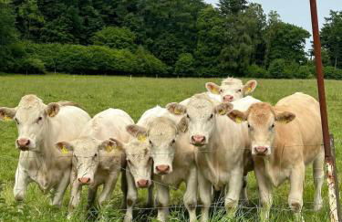 Gemütliche Ferienwohnung direkt am Wald - Foto 10