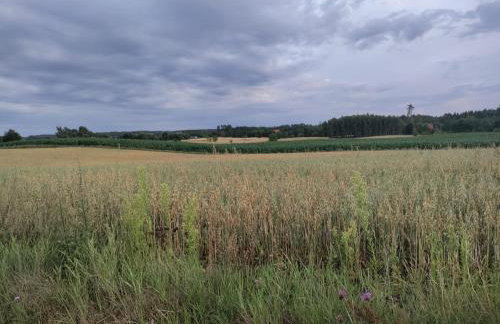 Widny Jaś zaprasza z psem nad jezioro na Kaszubach - Foto 41