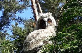 Ferienhaus Reetdach 1300qm Privatgrundstück Bootssteg Sauna Templin Lübbesee Uckermark Erholung pur Seenplatte - Photo 24