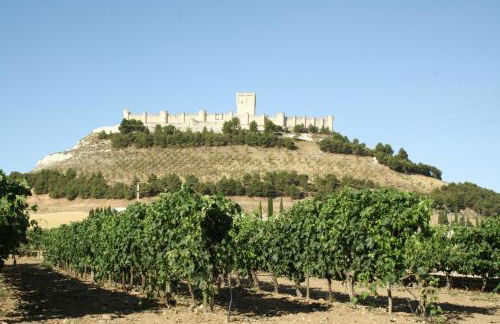 FINCA ENTREVIÑEDOS de Bodegas Marcos - Foto 14