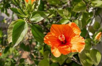 Playa Carabassi Villa - Foto 13