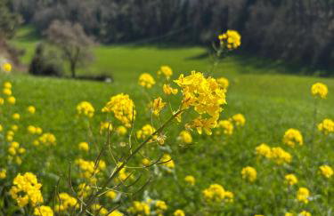 La Ca' Tòrta - Rustico ristrutturato - Foto 14