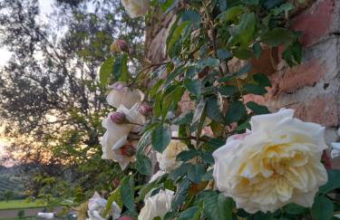 Villa in Agello - Photo 43