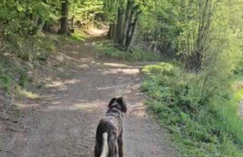 Ferienwohnung Schwarzhof- Hahnekräh am Bostalsee, helle 75 qm & hundefreundlich - Foto 19