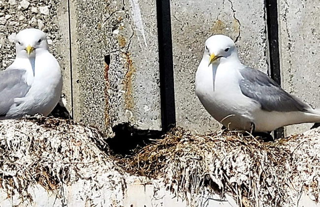 8 Person Holiday Home in Bud-by Traum - Foto 3