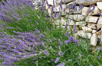 Country House Frane near Krka Waterfalls & Šibenik - Foto 21