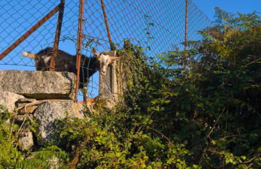 Casa de Baixo - Foto 3