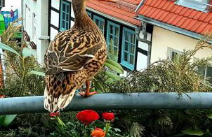 Altstadtapartment an der Krämerbrücke Nr.2 - Photo 30