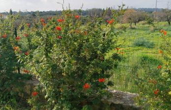 MENTOROS VILLAS - Foto 67