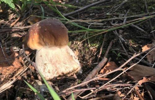 Moje Podlasie - Dom w Siemichoczach - Foto 34