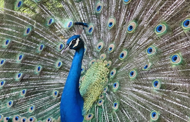 HACIENDA ILUMINADA ECO RETREAT - Foto 21