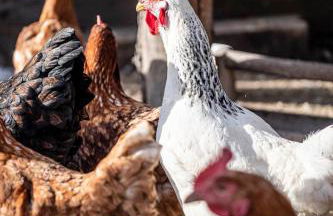 Christlrumerhof - Photo 10