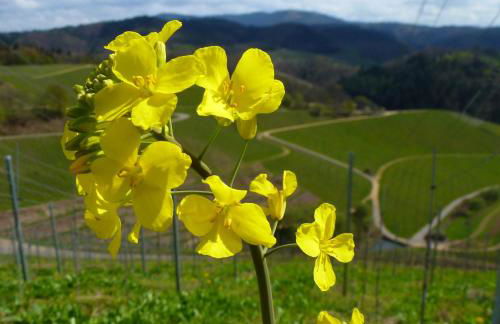 Baumanns Landhaus Durbach - Foto 54