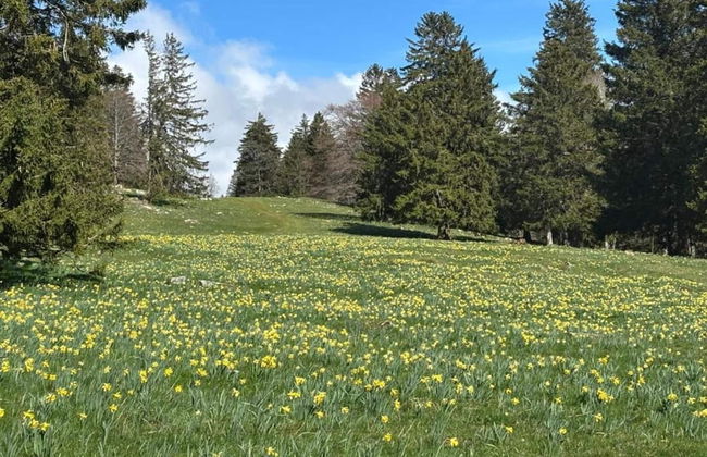 Kronenburger Countryside Stay - Photo 29