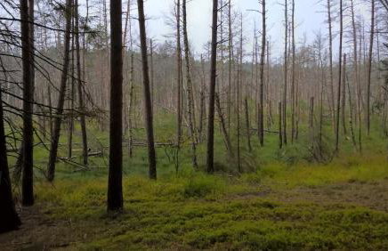 Domek letniskowy Nad Mrowinkiem - Foto 31