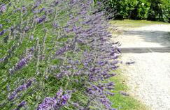 Holiday House Sant'Annunziata - Foto 7