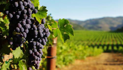 Sonoma Vista Dreams - Foto 3