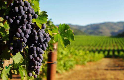 Sonoma Vista Dreams - Foto 3