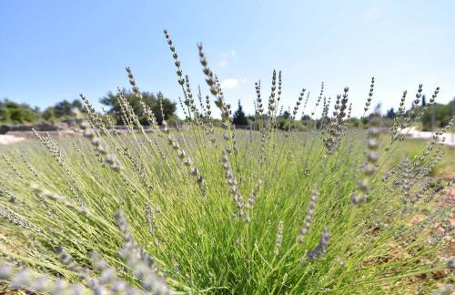 Apartmani Marko - Foto 72