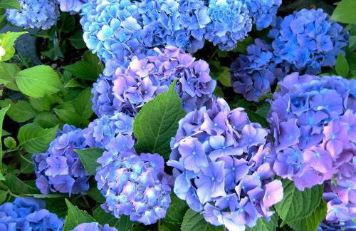 Villa Fedora - Foto 52